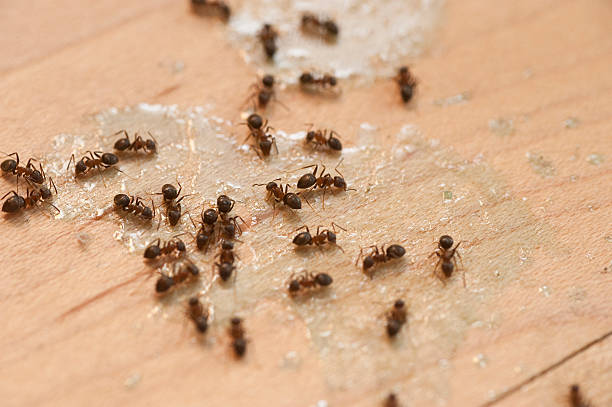 Best Commercial Pest Control Services  in East Quogue, NY